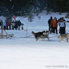 Husky-Abenteuer & Spaß im Schnee