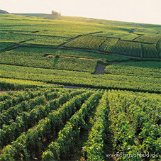 3-tägige Entdeckungsreise durch die Champagne 3-tägige Entdeckungsreise durch die Champagne