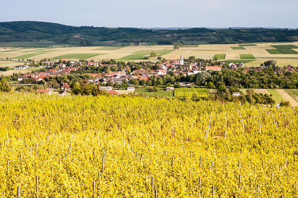 Landschaftliche Impression Weinviertel Nostalgiebusfahrt durchs Weinland Rheinhessen