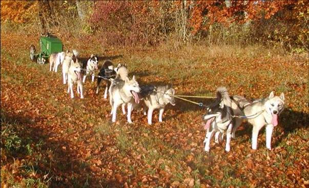 Huskys im Sommer Husky Workshop Event Oberstdorf