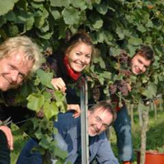 Weinlese Pfalz Wein Pfalz