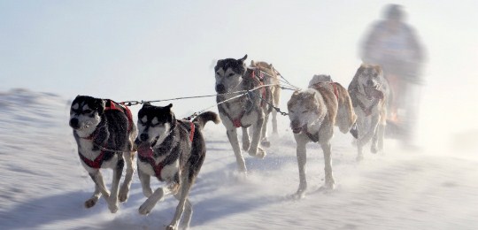 Husky Impression Husky Musher Trainings-Abenteuer in Lappland