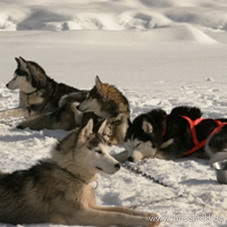 Husky-Abenteuer & Spaß im Schnee