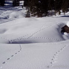spuren Winterreise nach Österreich