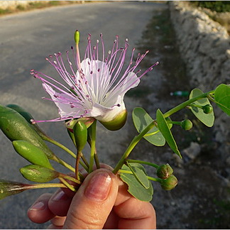 Kapernblüte Gozo walks – Auf den Spuren von Atlantis