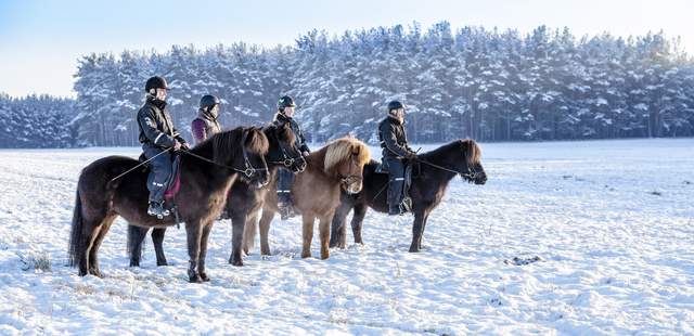 Reiten im Winter am Reiterhof Groß Briesen Winter am Reiterhof Groß Briesen