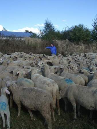 Teambuilding-Hüten Sie Schafe