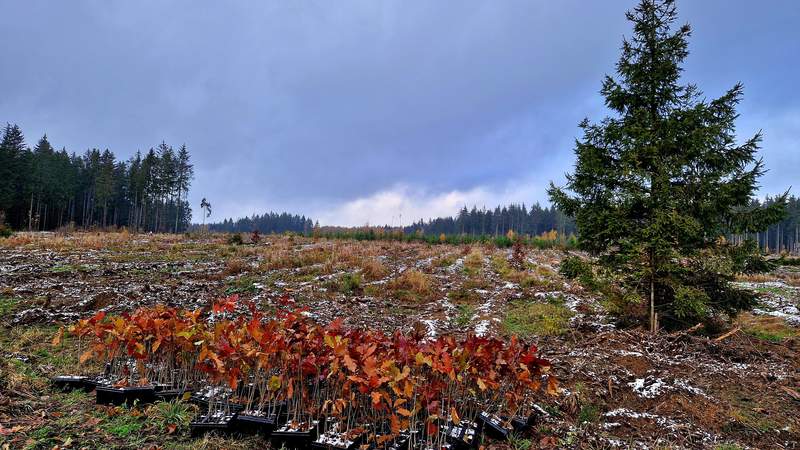 Aufforstung, deutscher Wald