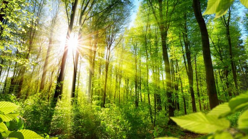 Wald Aktive Auszeit für Körper und Geist