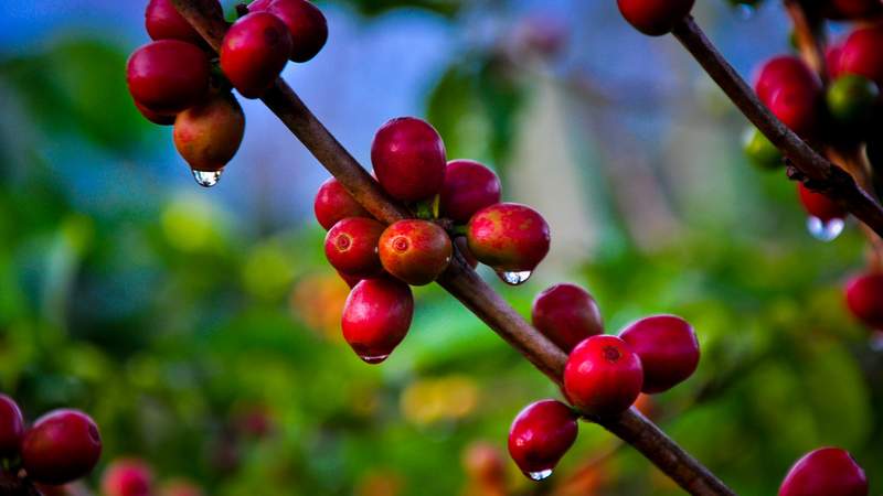 Online Kaffee-Tasting