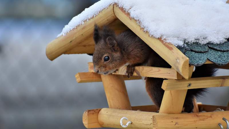 Teamaktivität Vogelfutterhäuser bauen