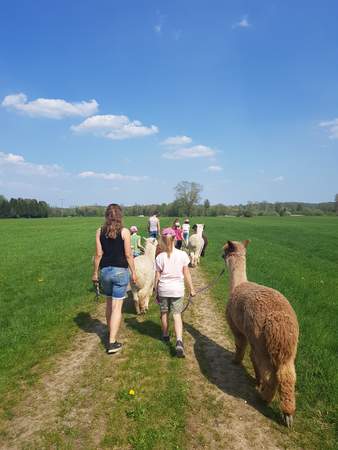 Lama- und Alpakawanderung durchs Mindeltal