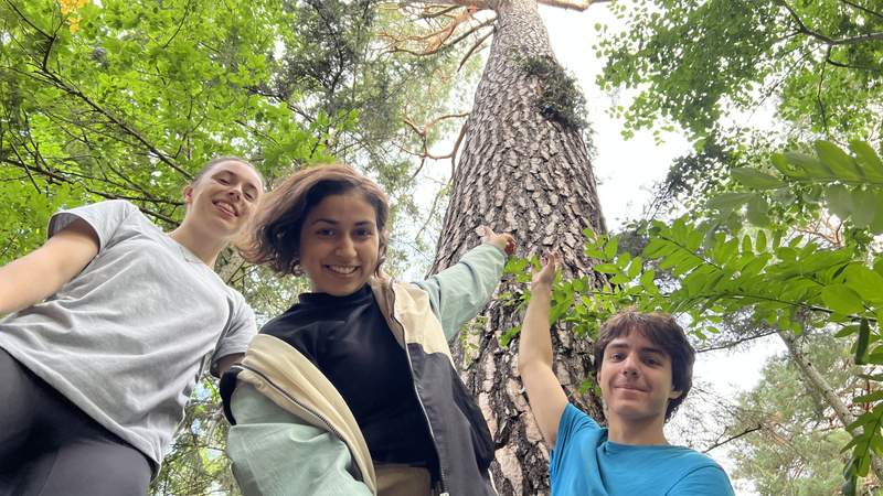 Wanderung zu wild lebenden Honigbienen