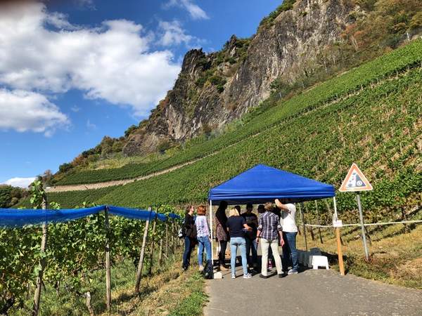 Weingut Weinberg Teambuilding Natur