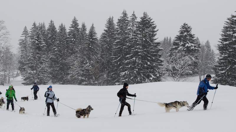 Schlittenhunde-Workshop in Österreich