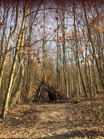 Stangen im Wald