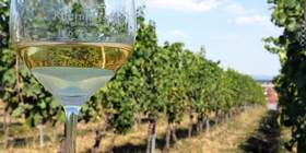Rheinhessen - Naheland Teamevent