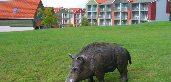 Wildschweinjagd in der Marina Wolfsbruch