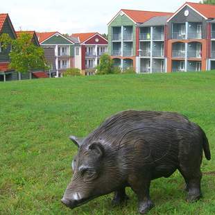 Wildschweinjagd in der Marina Wolfsbruch