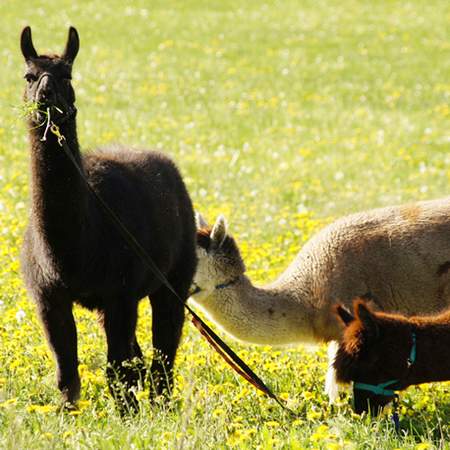 Mit dem Lama ab in die Natur!