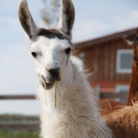 Mit dem Lama ab in die Natur!