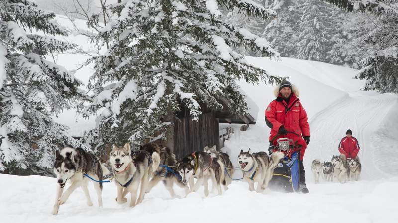 Schlittenhunde-Workshop in Österreich