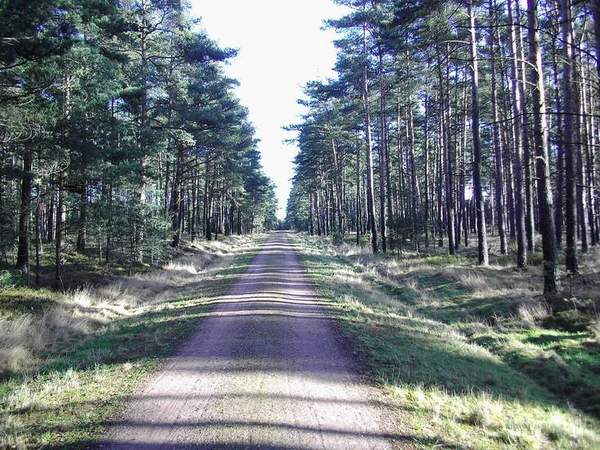 Lustige Boßeltour durch den Heidewald!