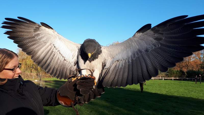 Mit Greifvogel selbst fliegen greifvogel, adler, falkner workshop
