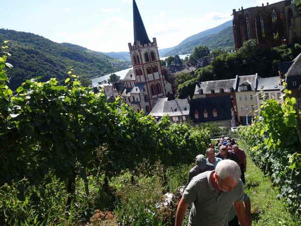 Geführte Wanderung durch die Weinberge und die Natur