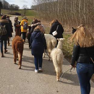 Lama- und Alpakawanderung durchs Mindeltal