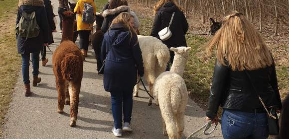 Lama- und Alpakawanderung durchs Mindeltal