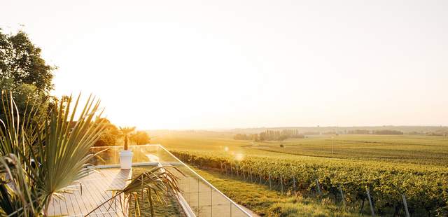 Ausblick Leinsweiler Hof Weinreben