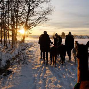 Glühwein-Wanderung mit Alpakas & Lamas