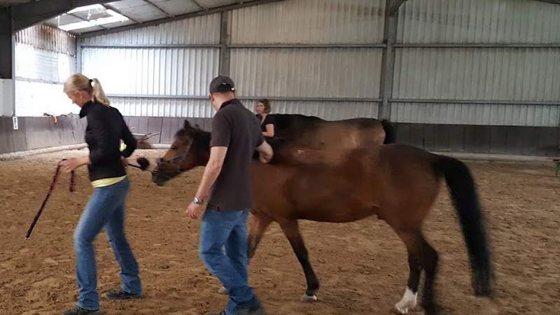 Teamevent - Coaching mit Pferden