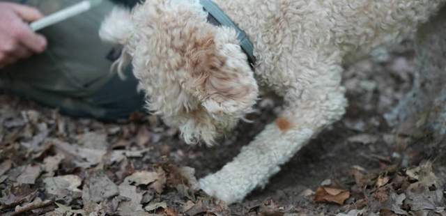 Trüffelhund im Einsatz Trüffelsuche