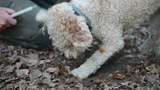 Trüffelhund im Einsatz Trüffelsuche