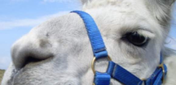Team-Abenteuer mit Lamas