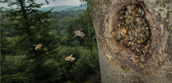 Wanderung zu wild lebenden Honigbienen