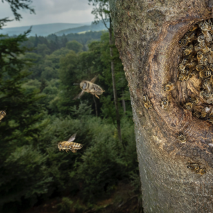 Wanderung zu wild lebenden Honigbienen