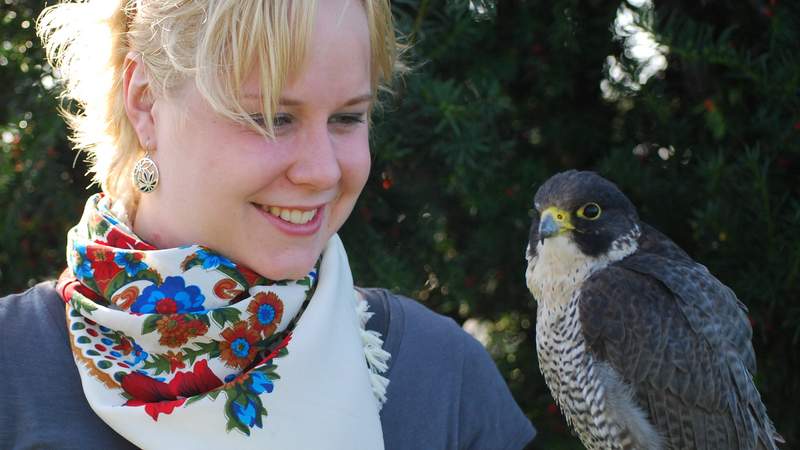 greifvogel, workshop, falknertag