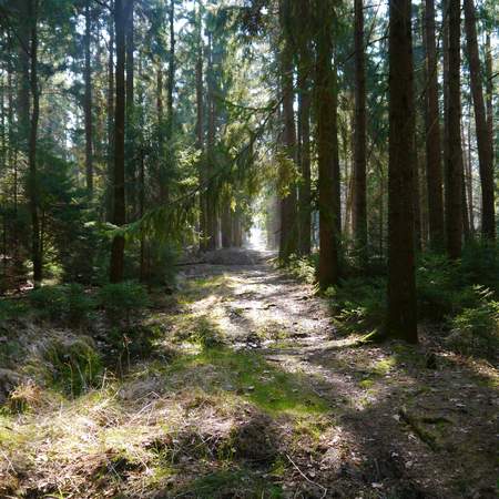 Waldweg Walking statt Working