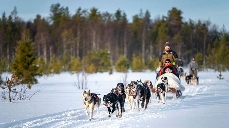 Arctic Experience in Schwedisch Lappland