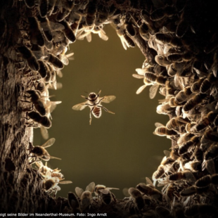 Baumhöhle für wild lebende Honigbienen bauen!