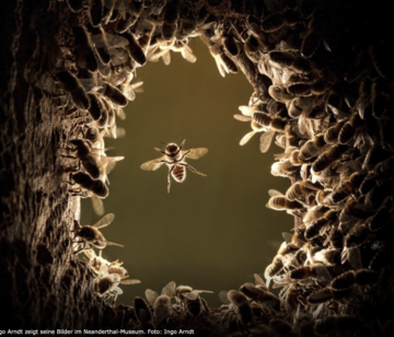 Baumhöhle für wild lebende Honigbienen bauen