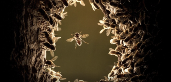 Baumhöhle für wild lebende Honigbienen bauen