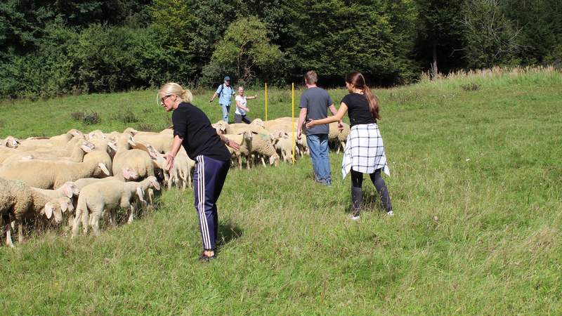 1000 Schafe Führen Teambuilding