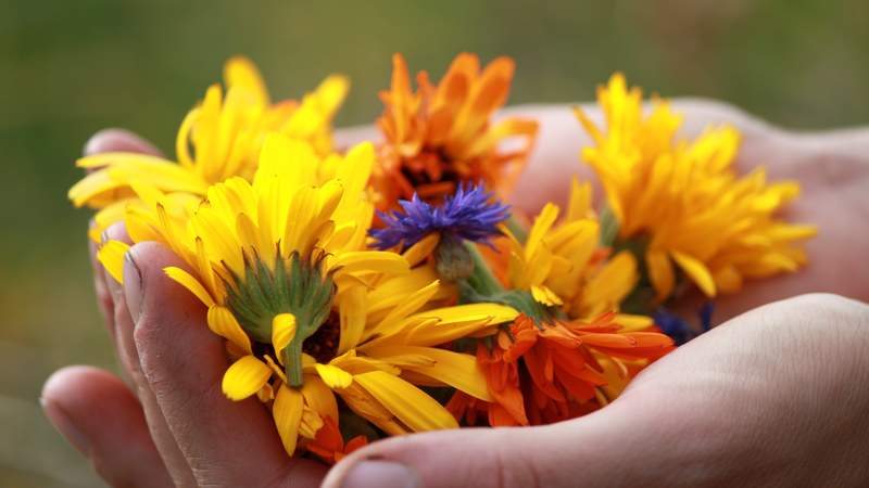 Kräuterwanderung und Wildkräuterworkshops