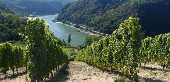 Betriebsausflug ins Rheingau