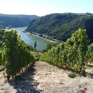 Betriebsausflug ins Rheingau