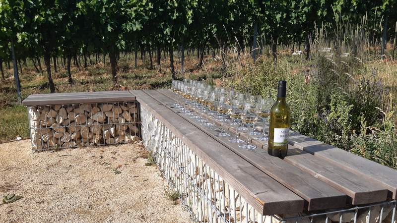 Genussvolle Weinbergwanderung in der Pfalz